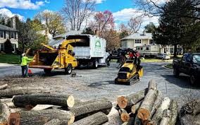 How Our Tree Care Process Works  in  Cape Carteret, NC